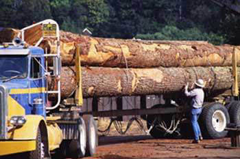 logs on truck